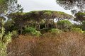 0095 Plage de Palombaggia